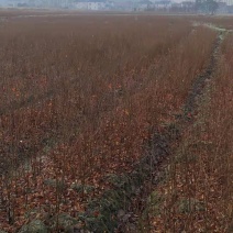 一年生红榉树苗大量供应支持视频看货实地考察