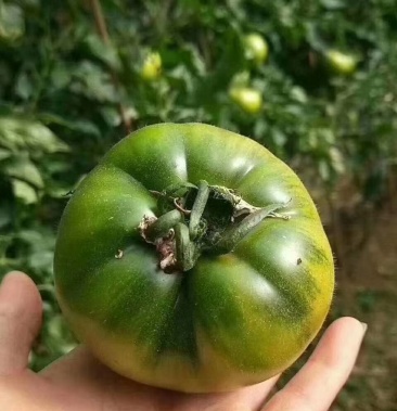 脆甜的水果西红柿杠六九