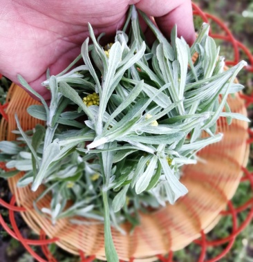 新鲜鼠曲草野生清明草秋菊草批发零售