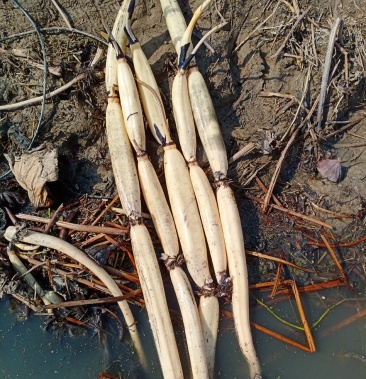 野生莲藕太空莲小藕