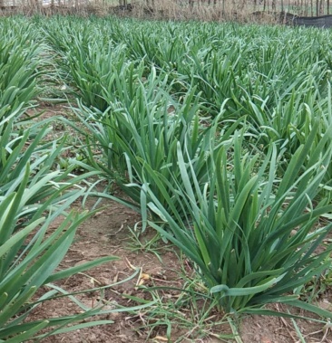 云南优质韭菜量大从优