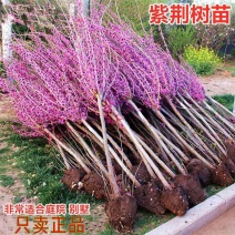 紫荆花树苗四季室外庭院开花树紫荆树苗耐寒绿化工程苗紫荆花