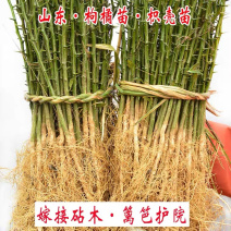 优质枸橘苗一手货源自家苗圃包成活诚信合作欢迎咨询