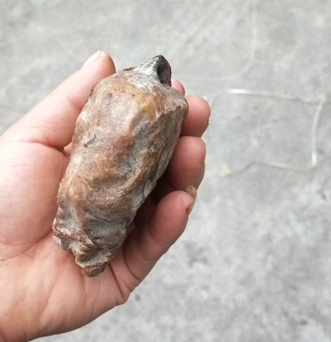 自己家养的饿,杀出来的鹅宝