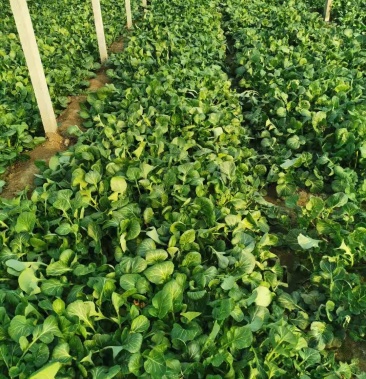自己家种的2亩大棚苔菜