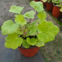 多色矾根价格，矾根工程苗基地，矾根专业种植大量供应