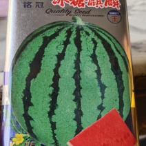冰糖麒麟西瓜种子，早熟品种，雌花率高。坐果性好。外观美丽