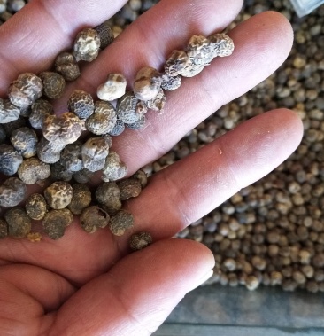 棕榈子精选无硫棕榈子经营各种冷背中药材