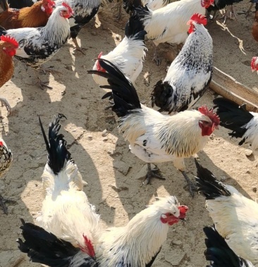 纯种鹊山鸡观赏鸡生态养殖土鸡