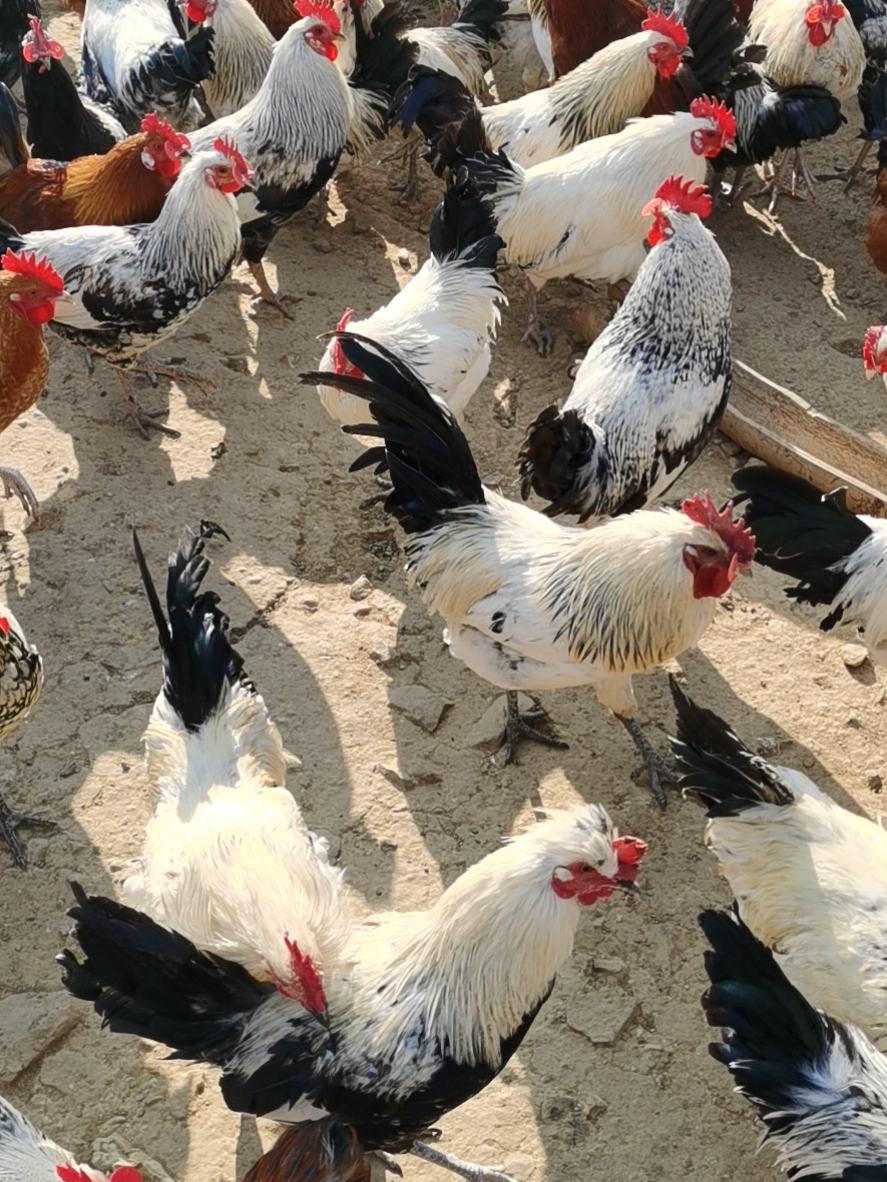 元宝鸡全国包邮线上下单