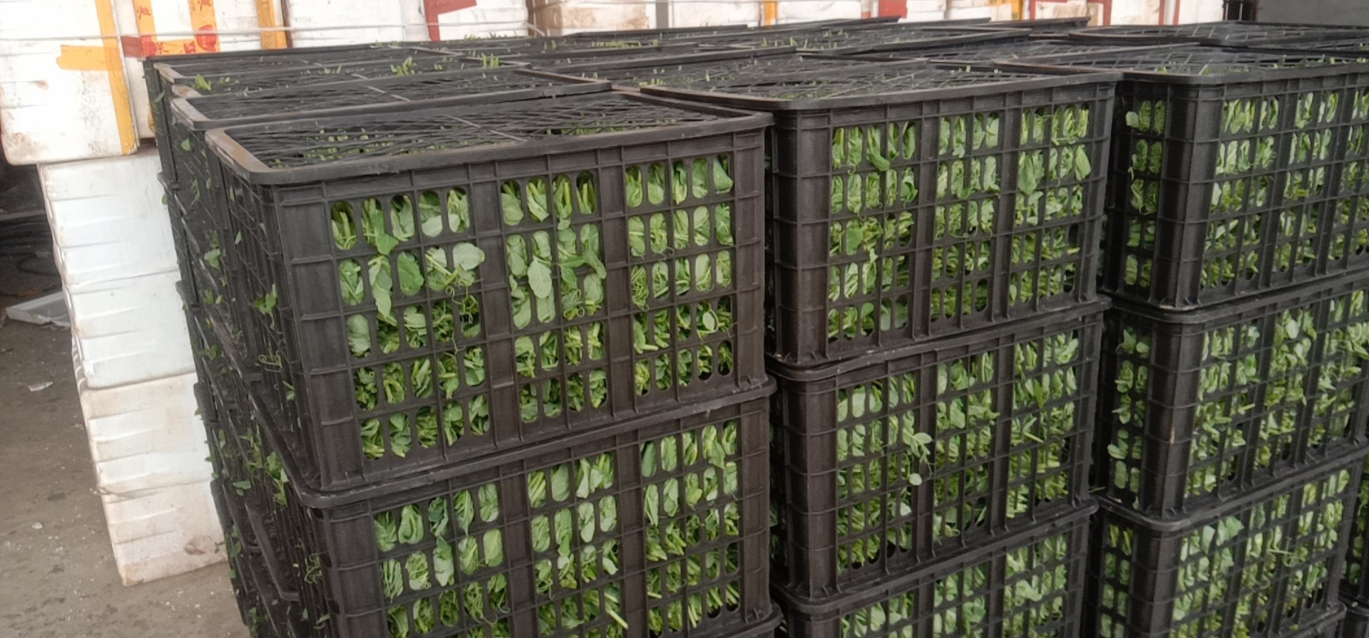 豌豆冷藏保存示意图