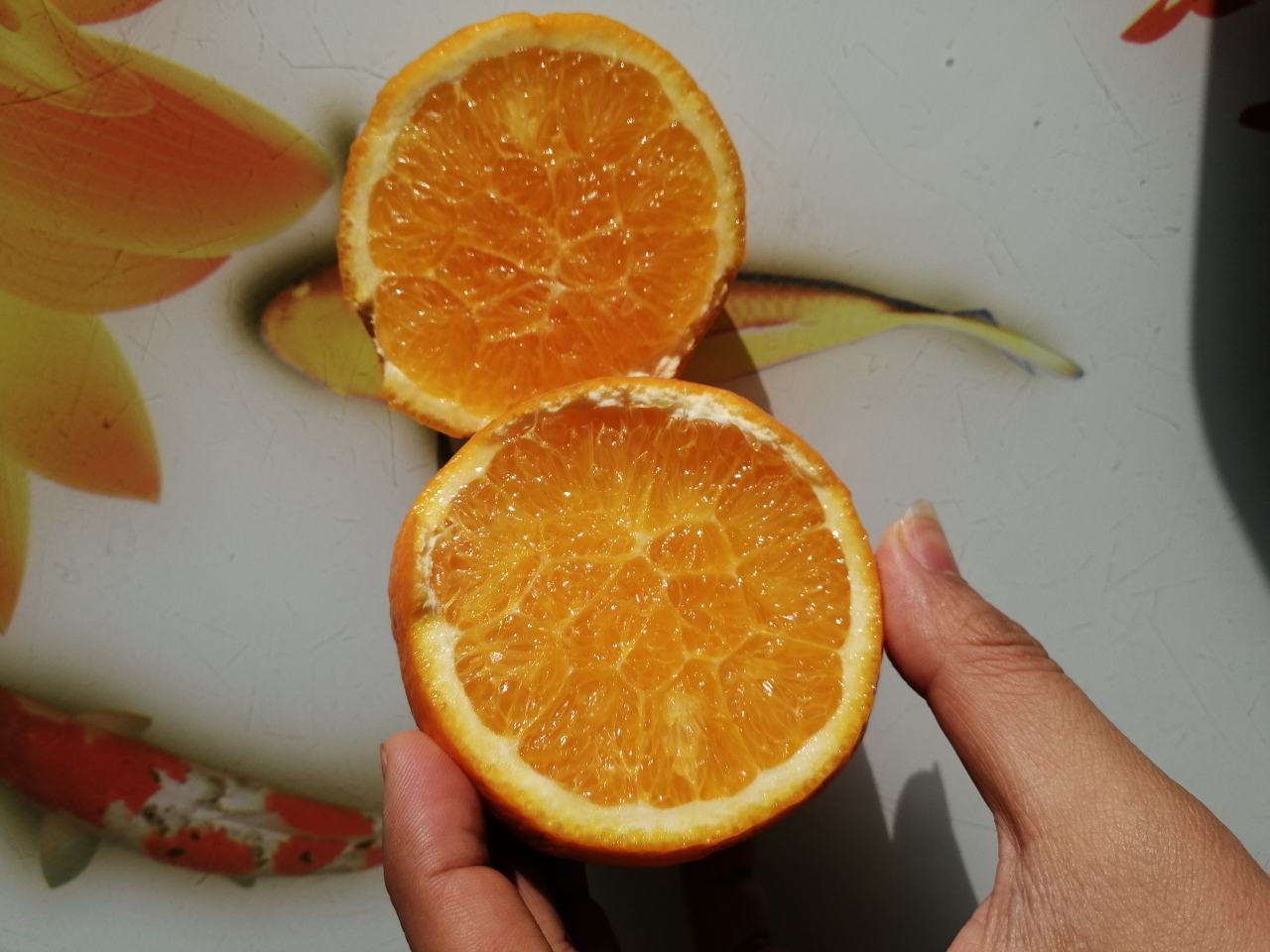 伦晚橙果实特写