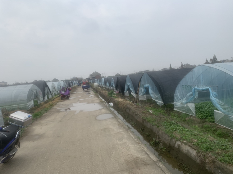 潮汕小香芹种植基地航拍图