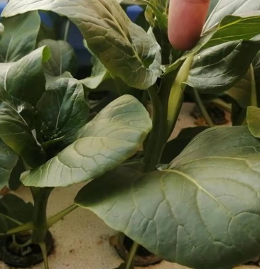 圆叶菜心田头批发售卖