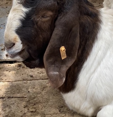 红头大耳扇波尔山羊肉质好产崽高,场地直供,一手货