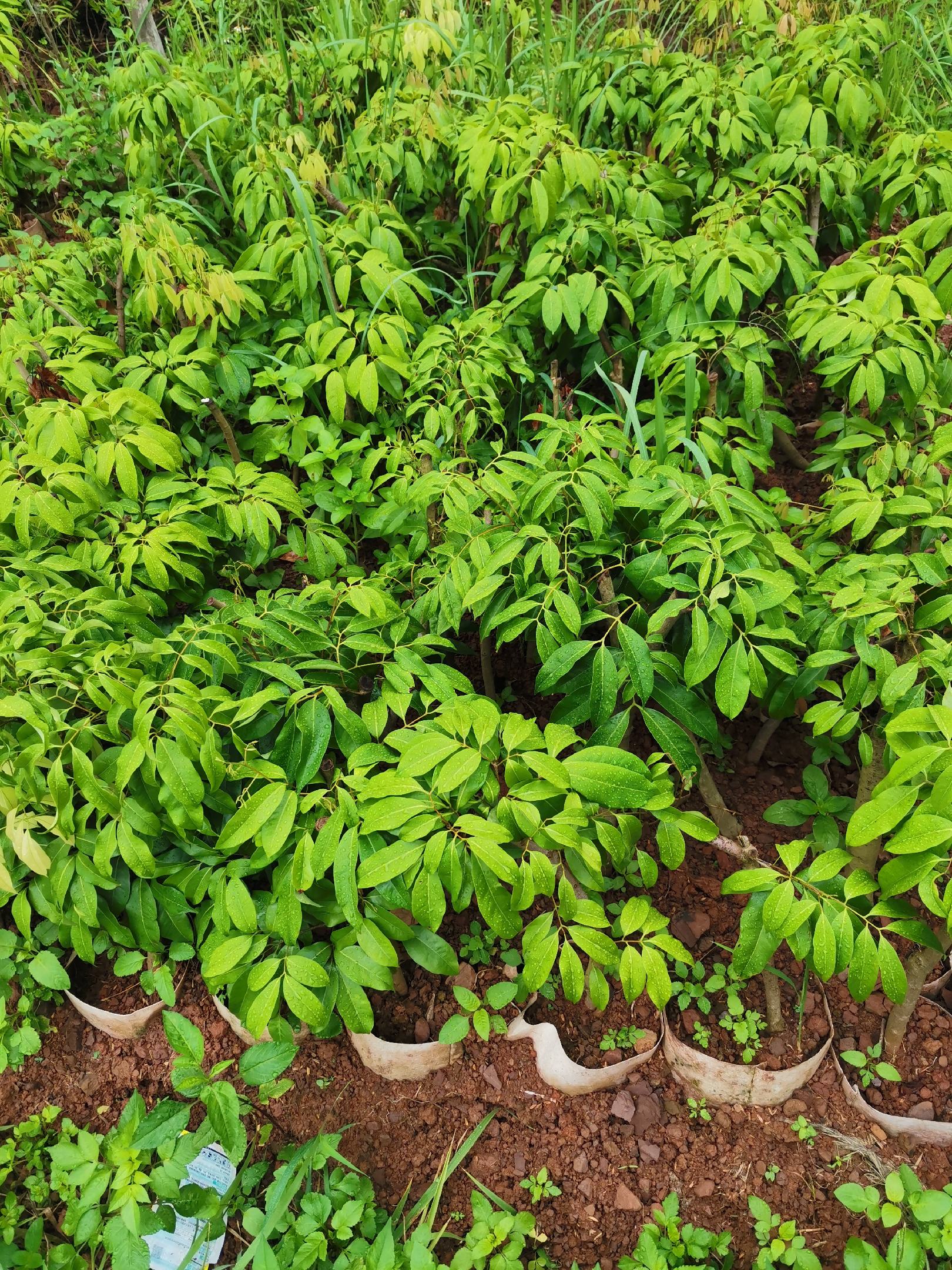 [荔枝苗批发]高压仙进奉,嫁接冰荔苗价格110.00元/棵 - 一亩田