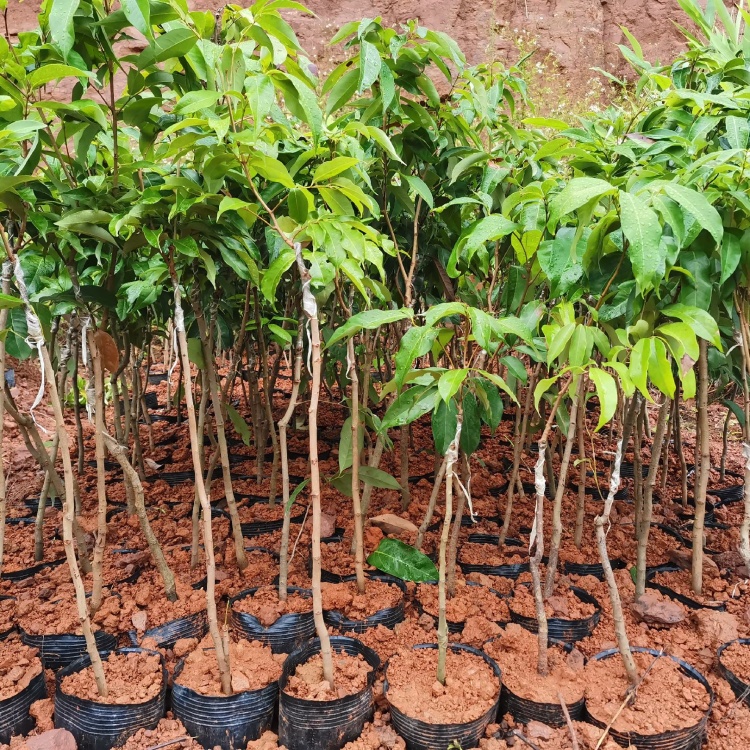 [荔枝苗批发]高压仙进奉,嫁接冰荔苗价格110.00元/棵 - 一亩田