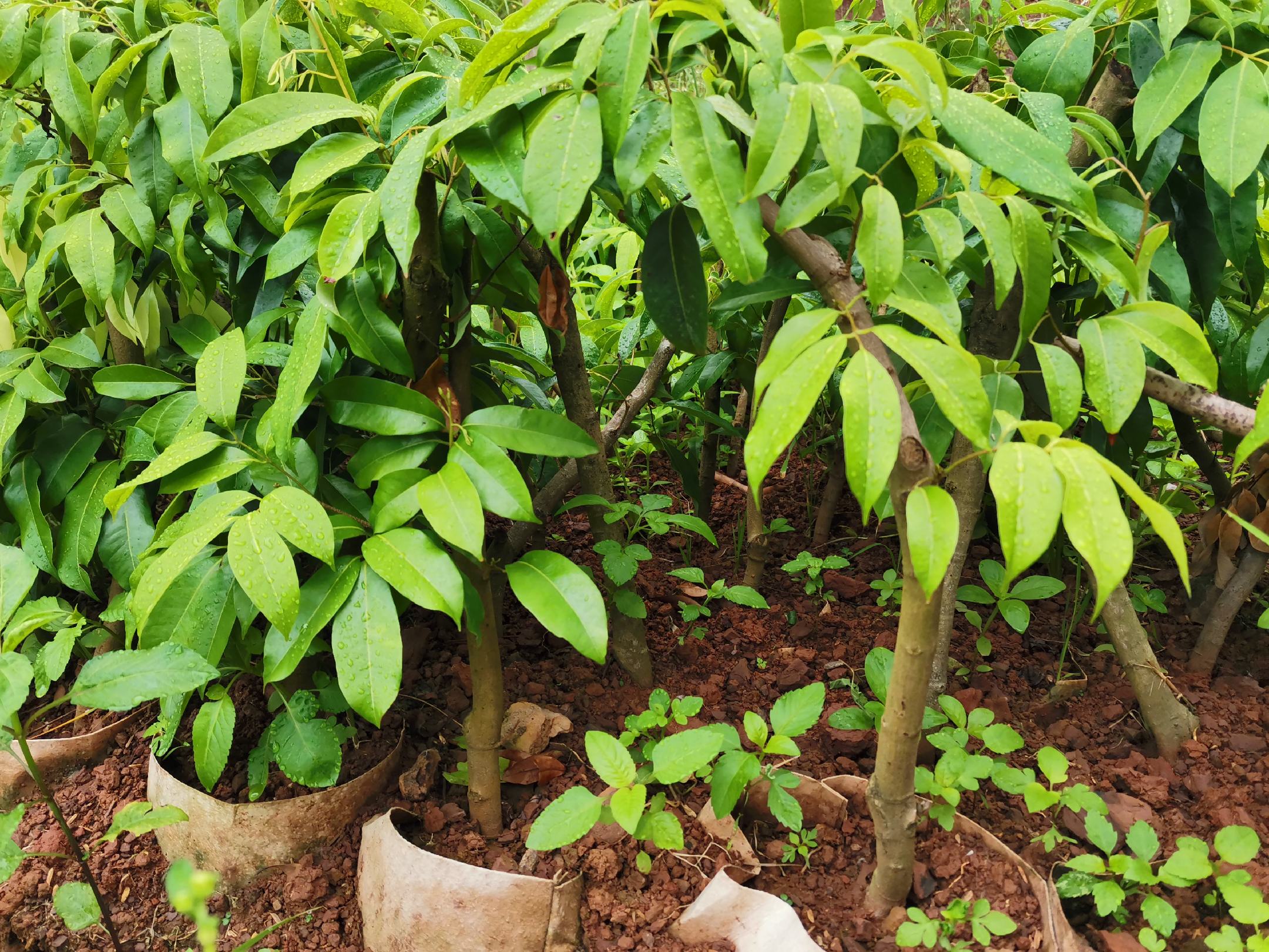 [荔枝苗批发]高压仙进奉,嫁接冰荔苗价格110.00元/棵 - 一亩田