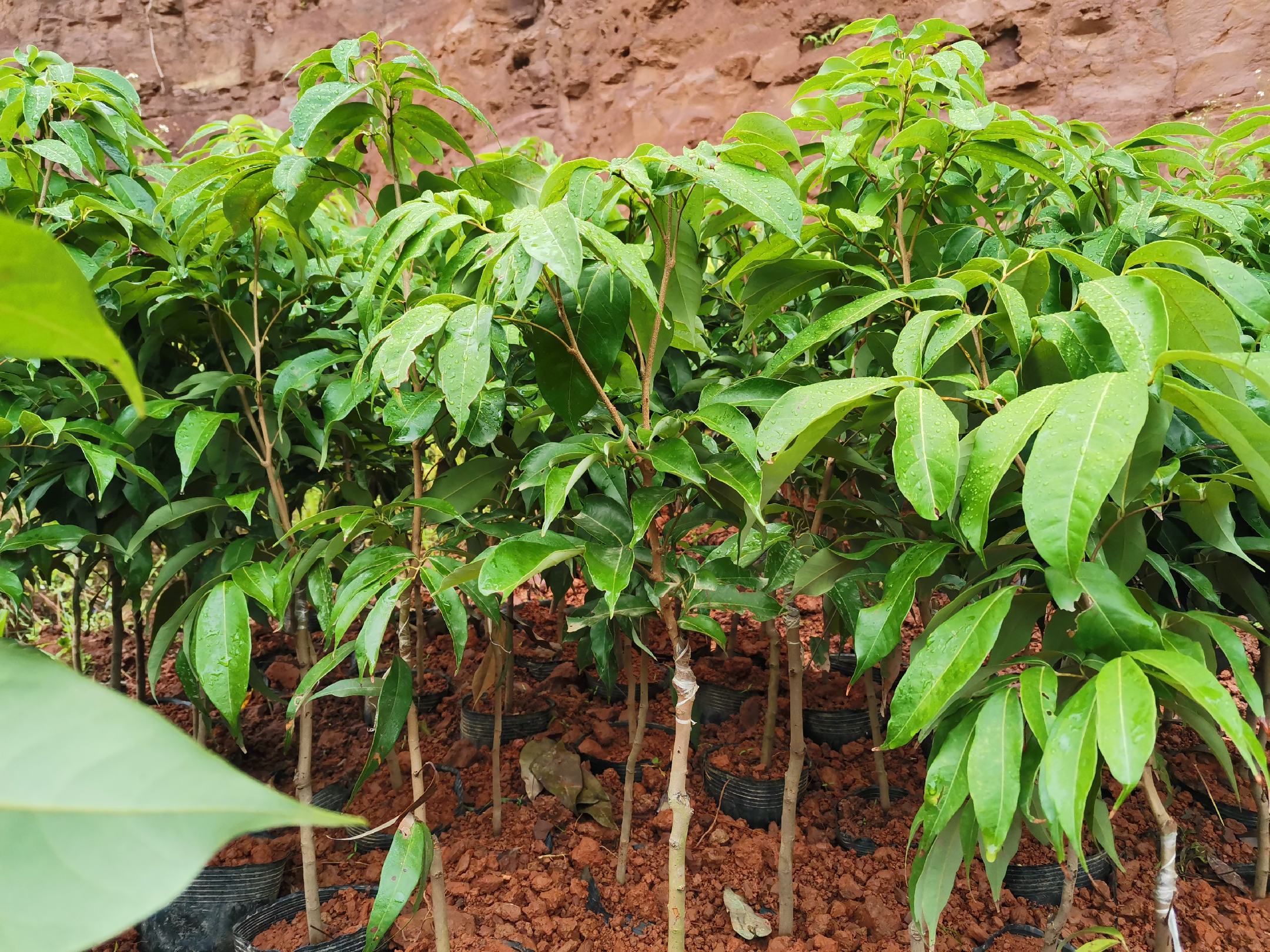 [荔枝苗批发]高压仙进奉,嫁接冰荔苗价格110.00元/棵 - 一亩田