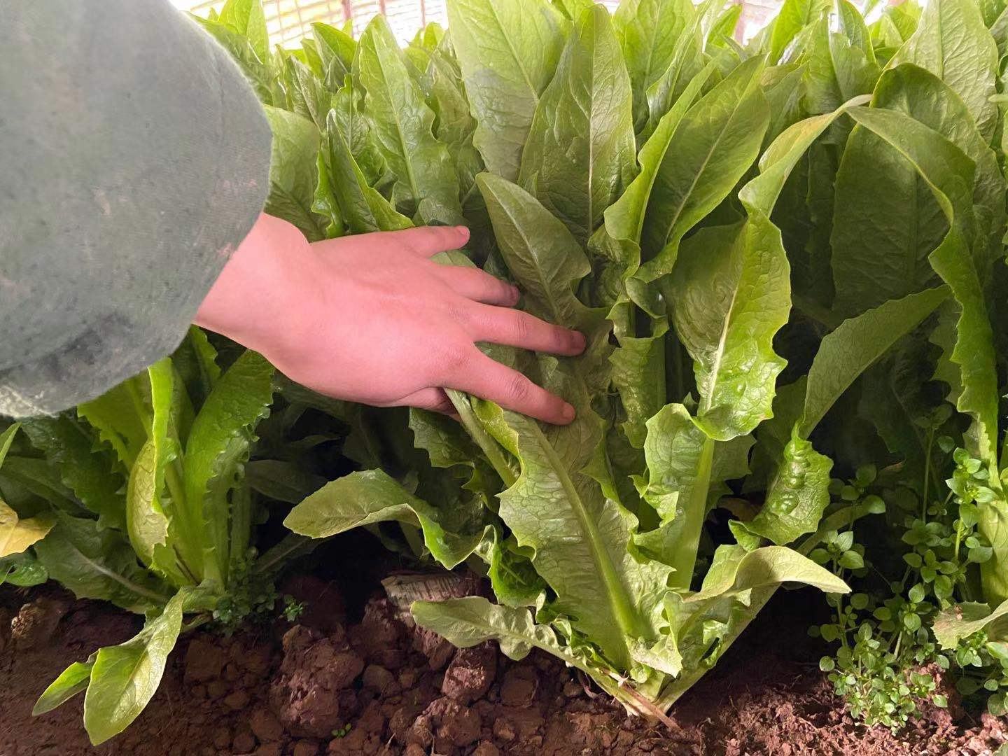 油麦菜农药残留检测过程