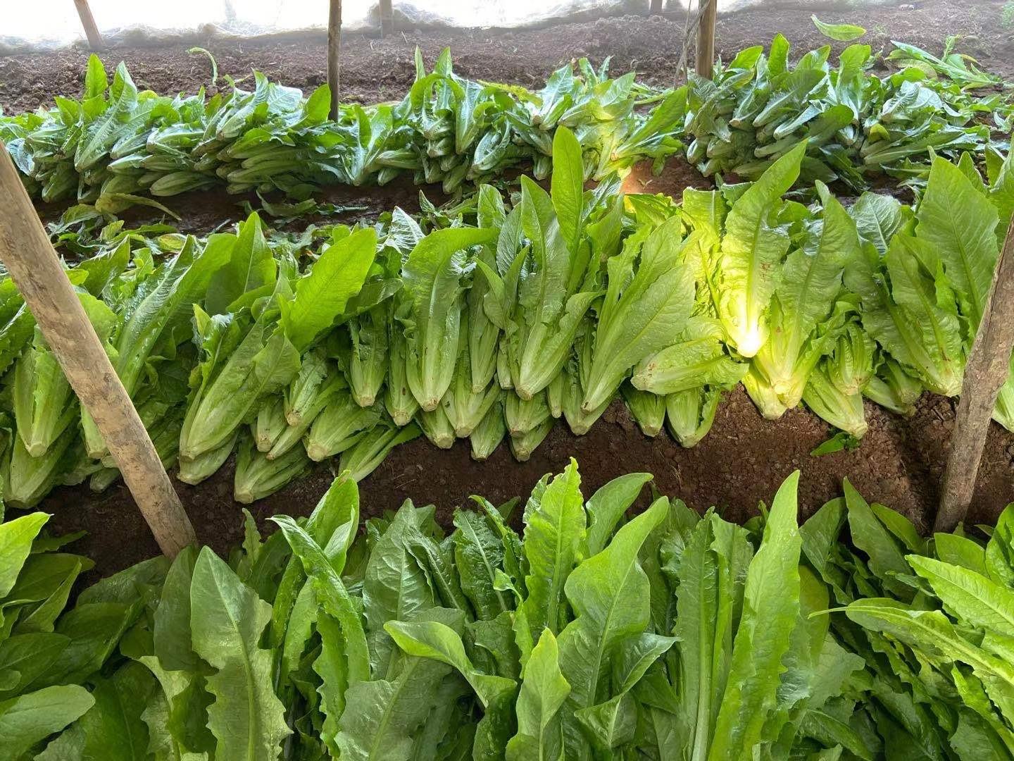 油菜幼苗特写：多株新鲜油菜幼苗整齐生长在疏松黑土中，叶片呈浅绿至嫩绿色，心叶微卷，叶面带有细小绒毛，根部附着湿润泥土，背景虚化呈现自然田园感