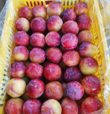 [红宝石李子批发]李子 大小红宝石 色泽光滑 口感酸脆 代办代发价格0.