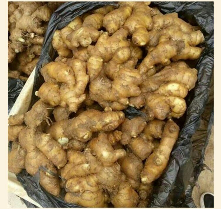 老姜切片贴敷于人体肚脐特写