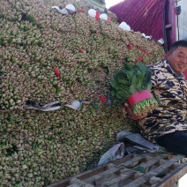 露天菠菜大量上市了，捆把，装箱，各种规格。