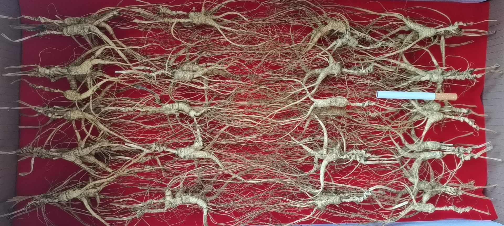 两株并列展示的野山参,左侧为典型一等野山参:主根粗壮、体态紧凑、芦头明显分节、须根分布均匀并带有珍珠点;右侧为二等野山参:主根略细长、须根部分断裂、芦头节间模糊、表面有轻微疤痕。背景为林下腐殖土环境,标注尺寸比例尺 野山参等级对比图