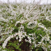 东北雪柳花60-80公分高，干枝雪柳基地大量批发供应中