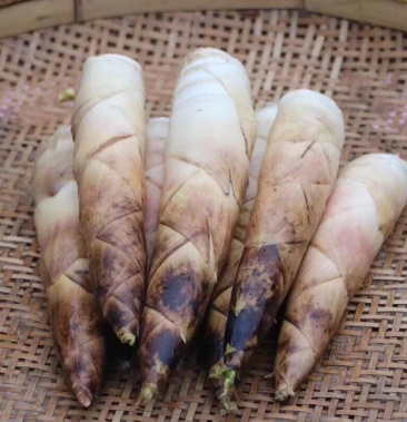 临安春笋天目山雷笋竹笋现挖现发