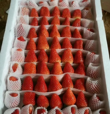 海阳甜宝草莓欢迎您的加入