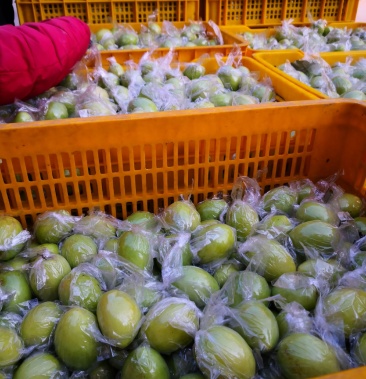 广西梧州市藤县大青枣