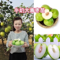 枣树嫁接苗台湾牛奶大青枣树苗特大南方盆栽地栽青枣苗