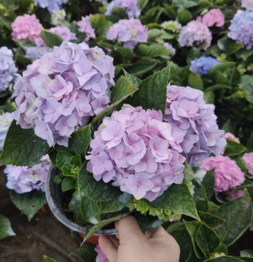 盆栽绣球花蓝海带花发货新品种原盆原土发货成活率高