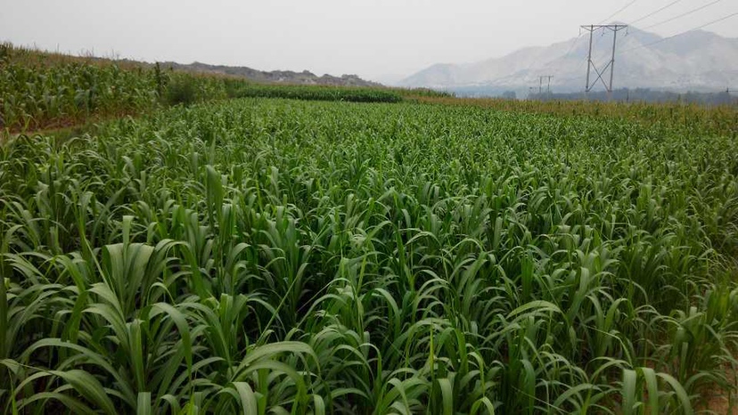 展示东北地区优质大米种植基地实景,体现自然生态环境与机械化种植场景 东北优质大米种植基地