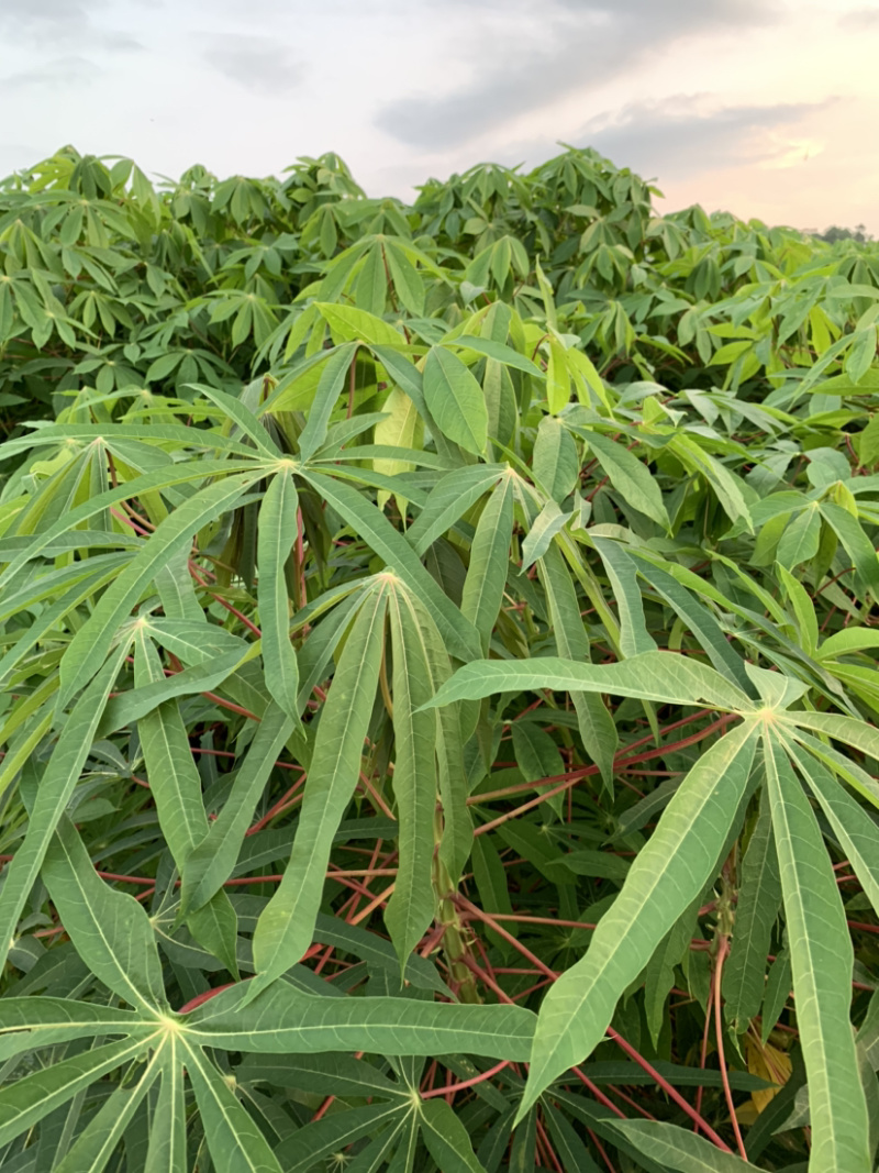 广西特产正宗面包木薯苗木薯种子包邮包售后