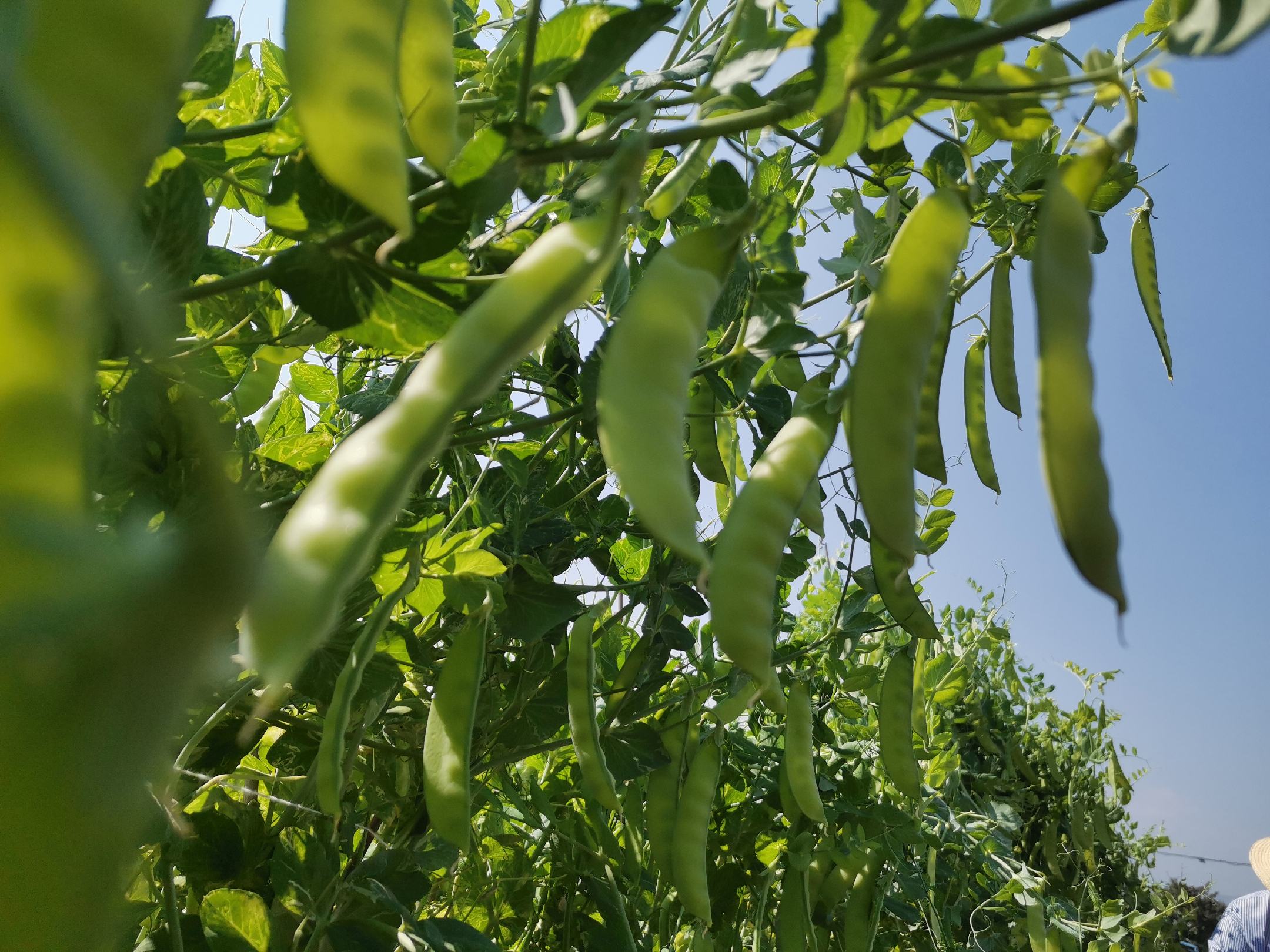 一名农户正在田间采收成熟的荷兰豆,双手轻轻摘下青翠的豆荚放入身旁的塑料筐中;旁边已整理好的小批量产品用透明打孔保鲜袋封装,贴有产地标签,准备送往市场或冷库储存;背景为北方秋季晴朗天空下的农田景观 荷兰豆采收与商品化包装