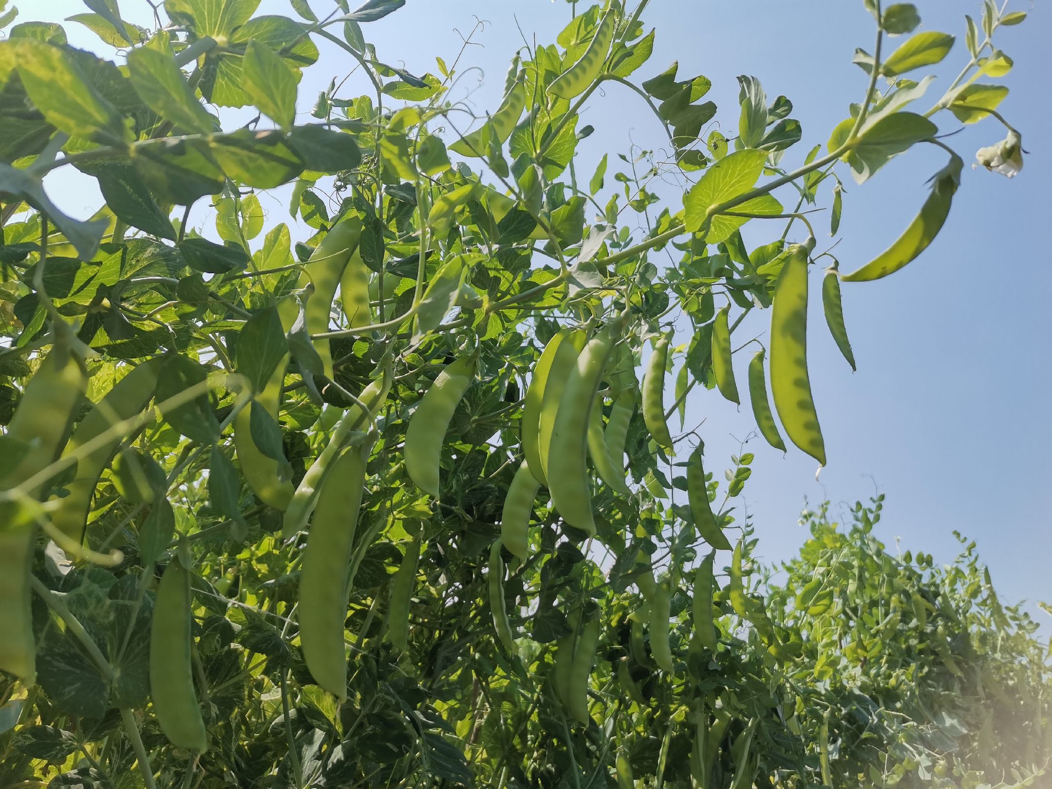新鲜采摘的荷兰豆