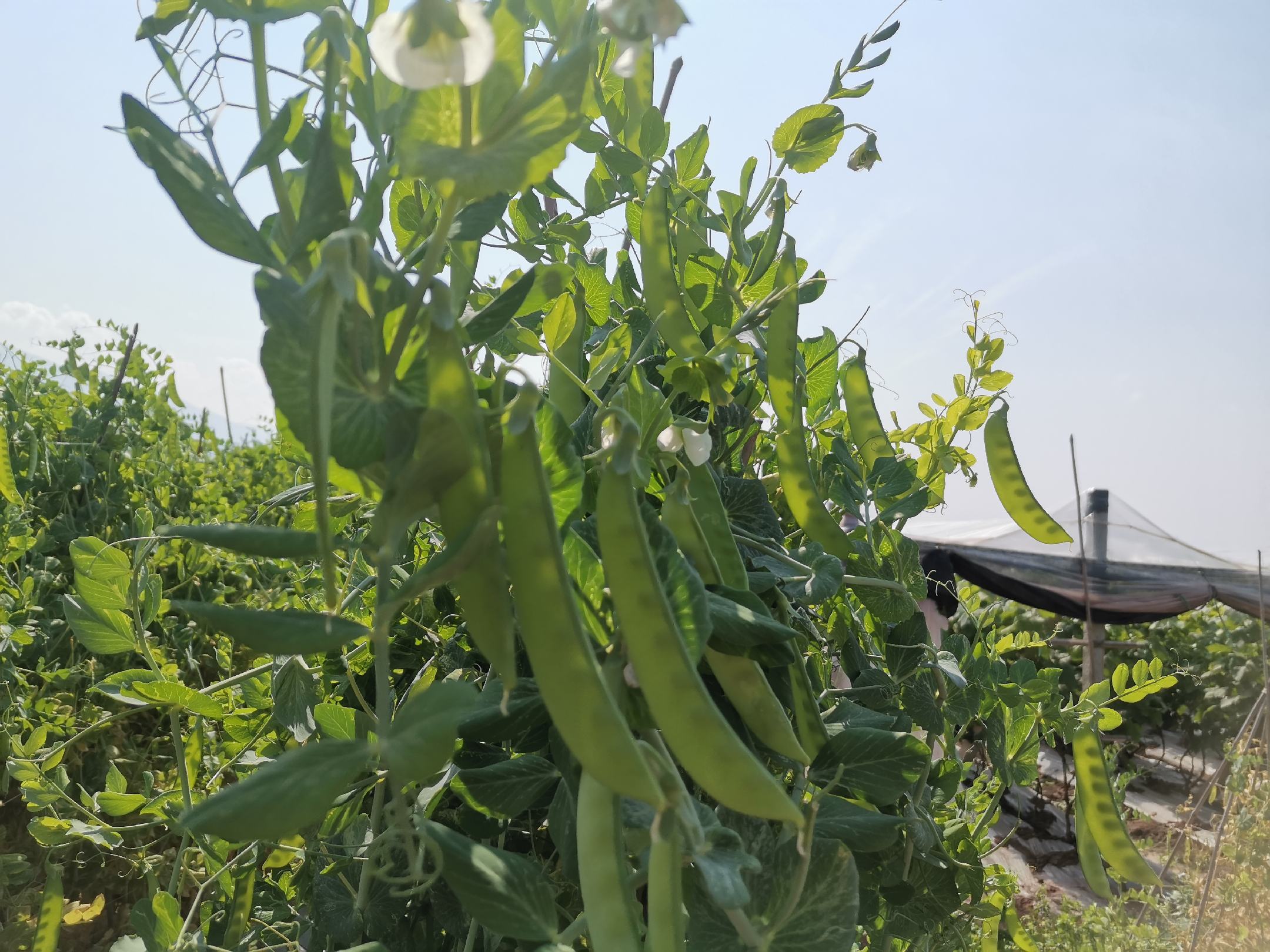 新鲜翠绿的荷兰豆整株展示,豆荚饱满、表面光滑有光泽,背景为田园菜地,阳光柔和,突出其天然健康的形象 荷兰豆特写
