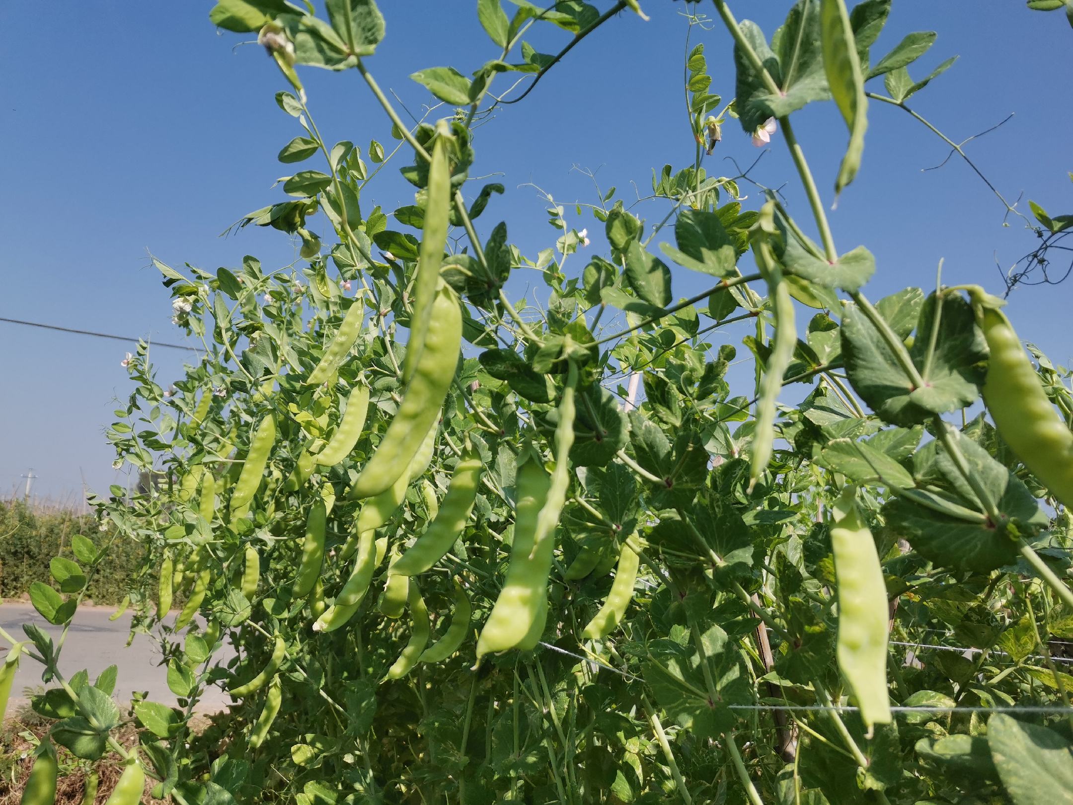 荷兰豆植株特写