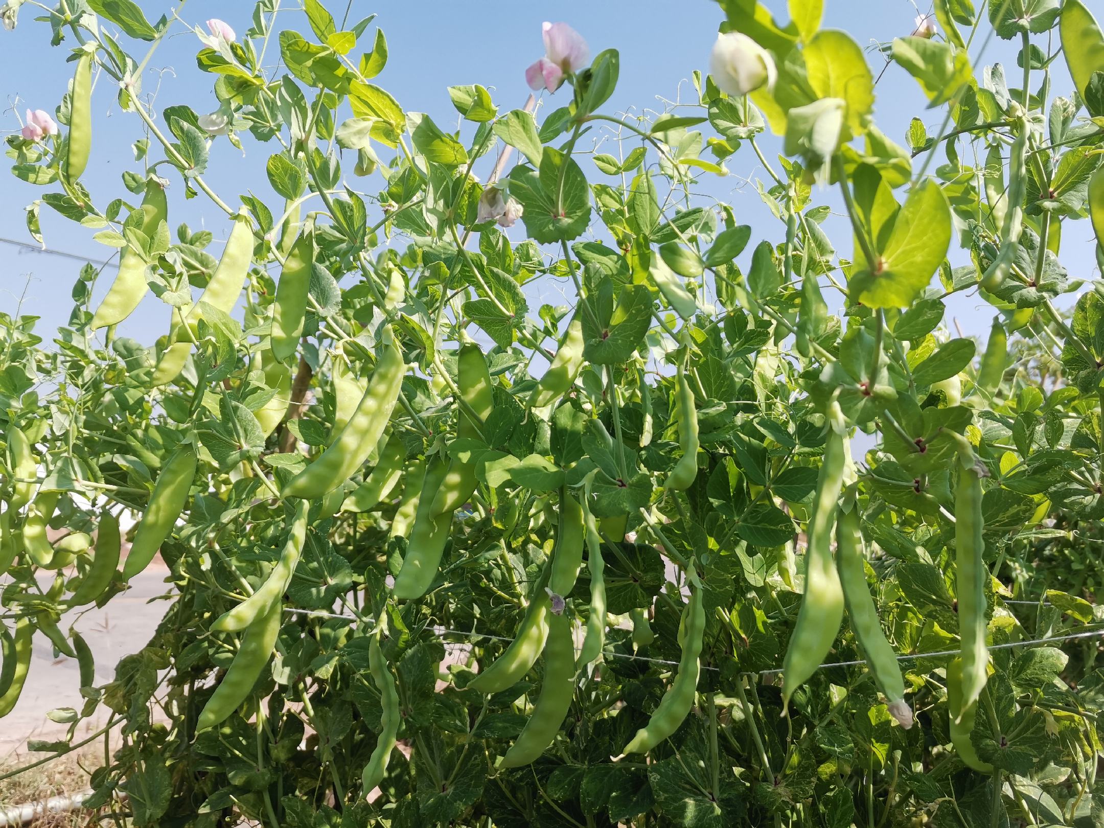 荷兰豆植株与豆荚特写