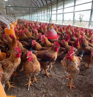 大肉鸡六斤七八有需要的老板抓紧时间联系