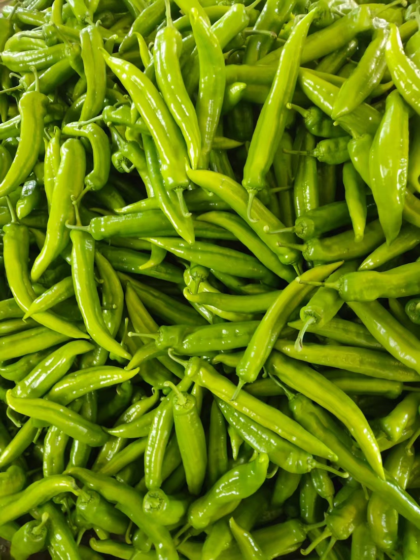 精品黄皮尖椒,条直,20公分以上,色泽鲜亮,货源充足