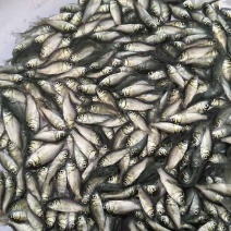 高抗清龙鲫鱼，澳洲鲫鱼，（量大从优，全程技术指导。）