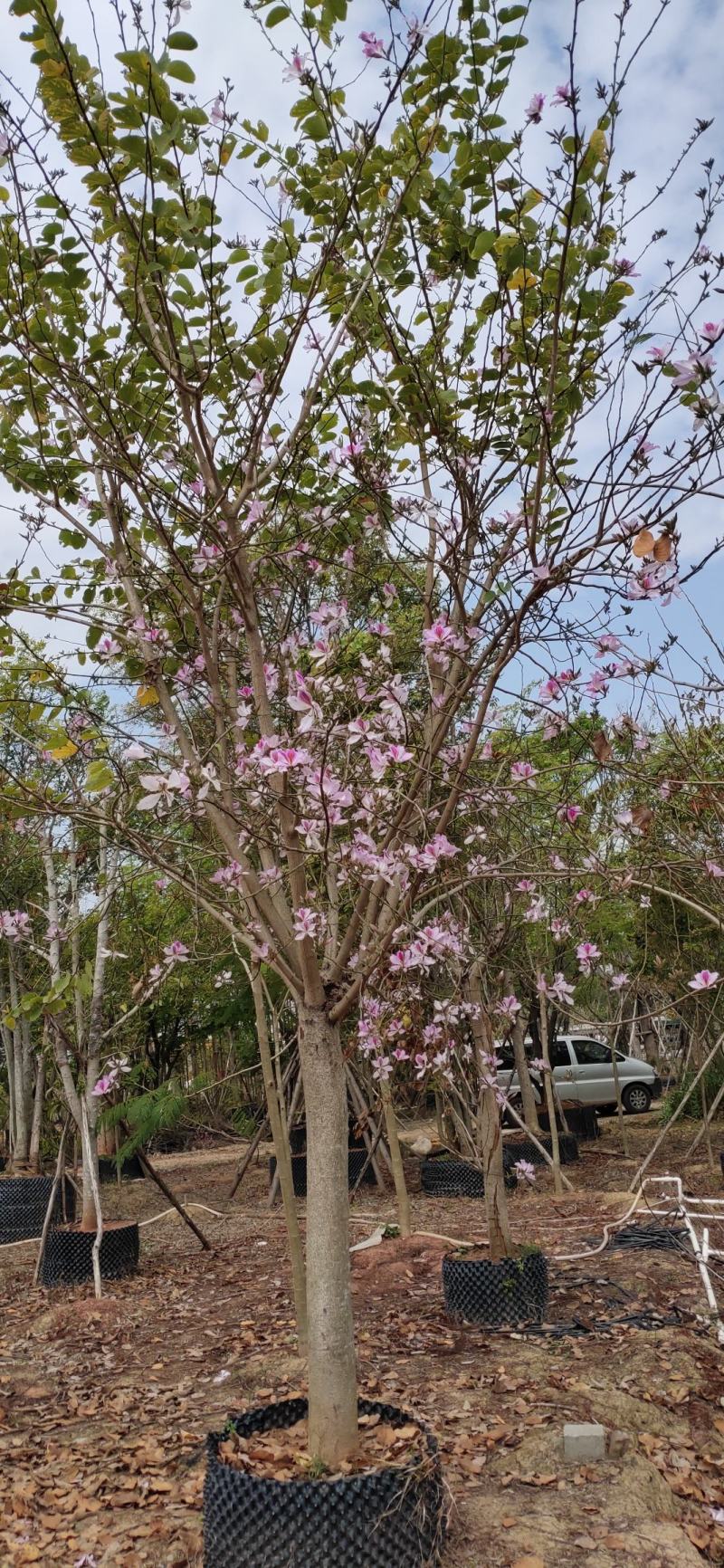 贵港紫荆花图片