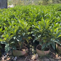 非洲茉莉、非洲茉莉袋苗灰莉、鲤鱼胆、灰刺木