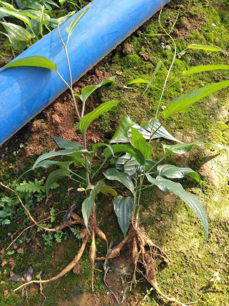 百部种苗(不需要传粉红花百部苗)