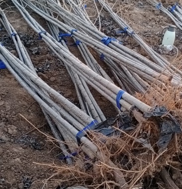 大量出售精品107杨树苗现挖现货当天发货