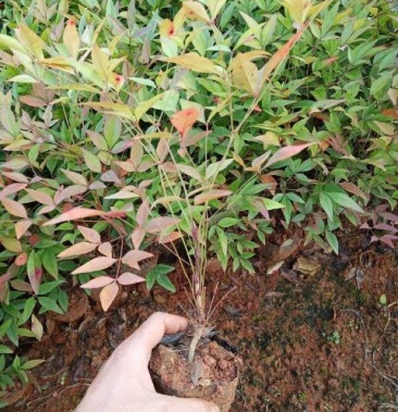 南天竹满天星小杯苗南天竹小苗南天竹苗圃直销